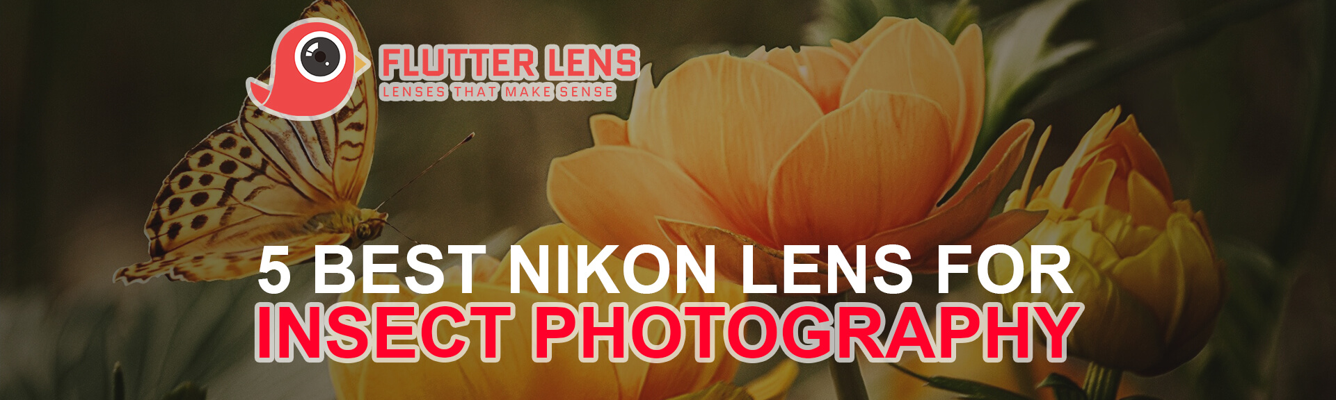 5 Best Nikon Lens for Insect Photography